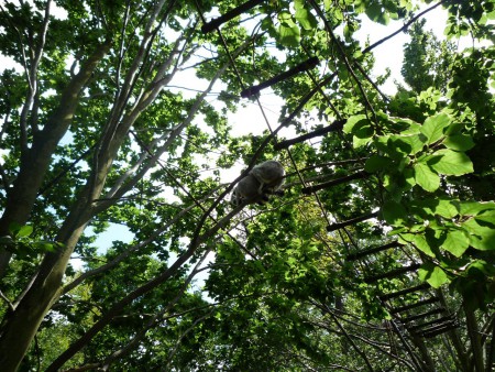 Lemur